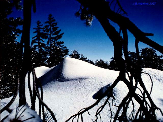 MT. Pinos  Calif.