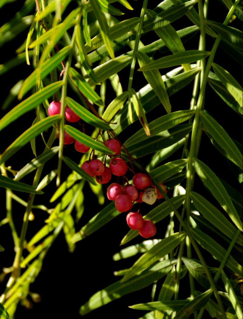Little Red Things
