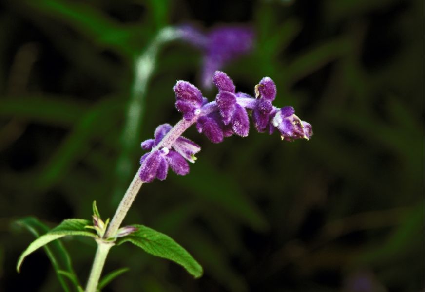 3382 Purple Flower