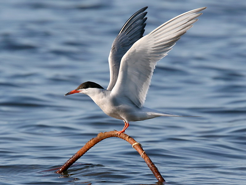 Fisktrna - Common Tern (Sterna hirundo)