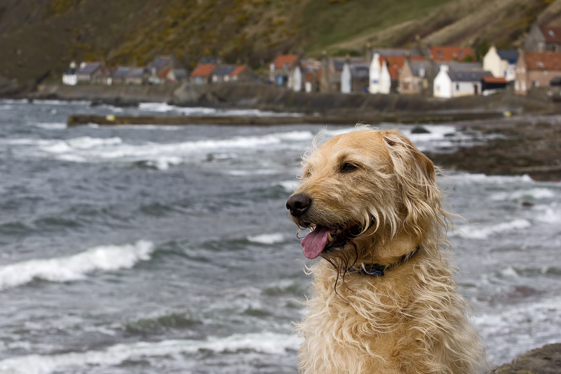 Crovie