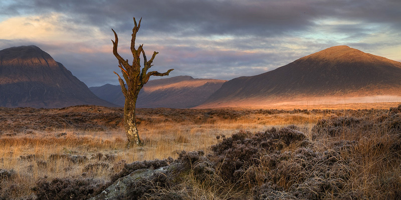 Rannoch Lone Tree