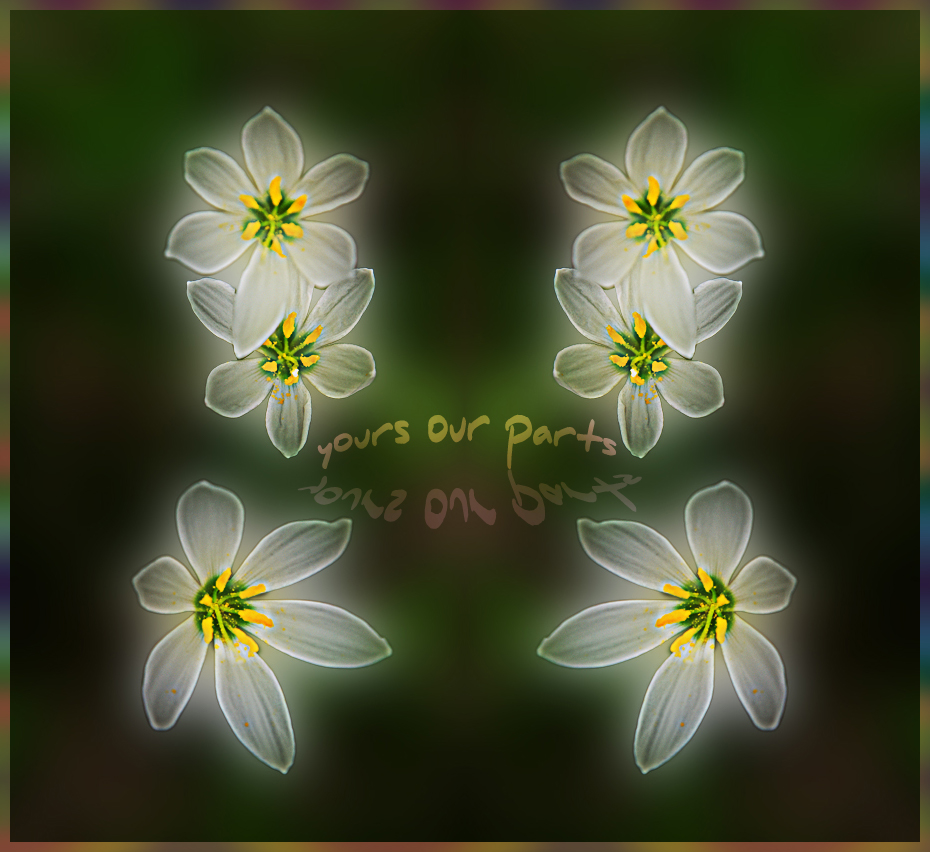 White Flowers.jpg