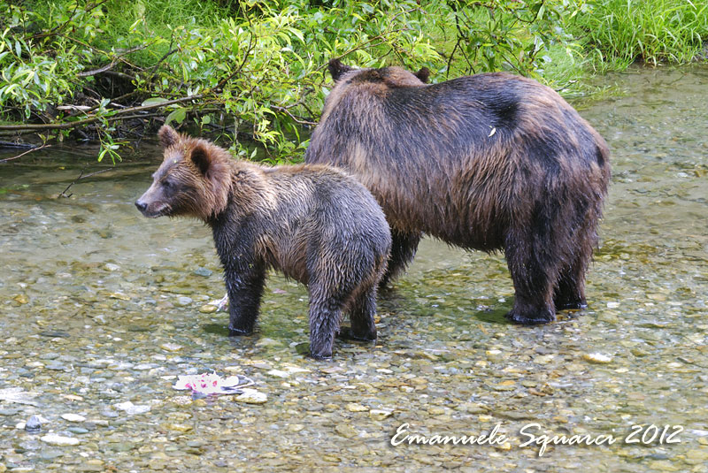 Fish Creek: bears