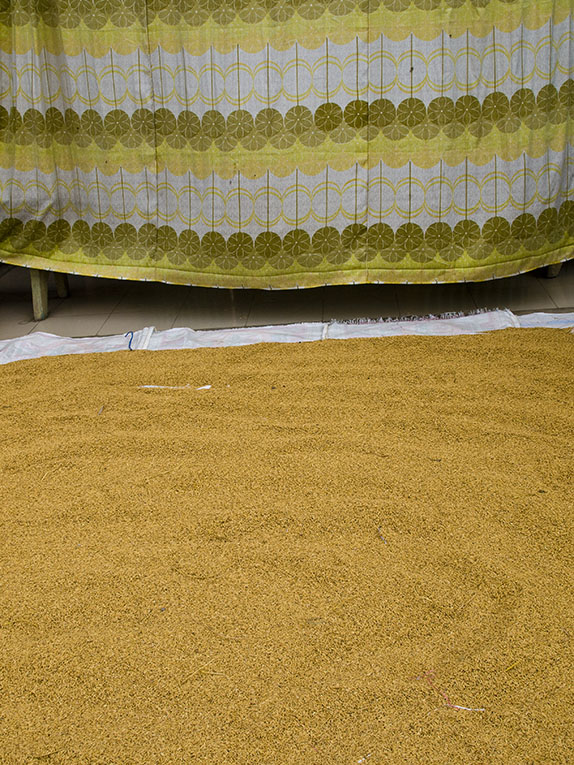 <B>Rice Drying</B> <BR><FONT SIZE=2>Long Xuyen, Vietnam, January 2008</FONT>