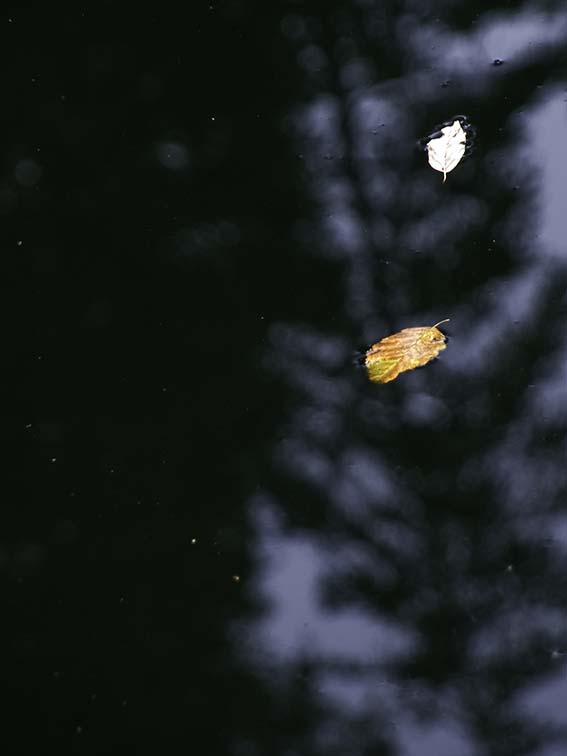 <B>Floaters</B> <BR><FONT SIZE=2>McCloud River, California - September, 2008</FONT>