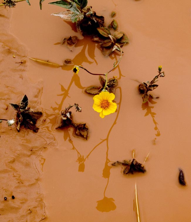 Runner-up - Desert Flower