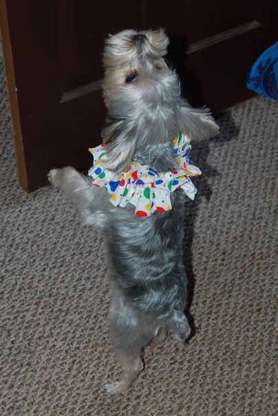 Reggie the clown