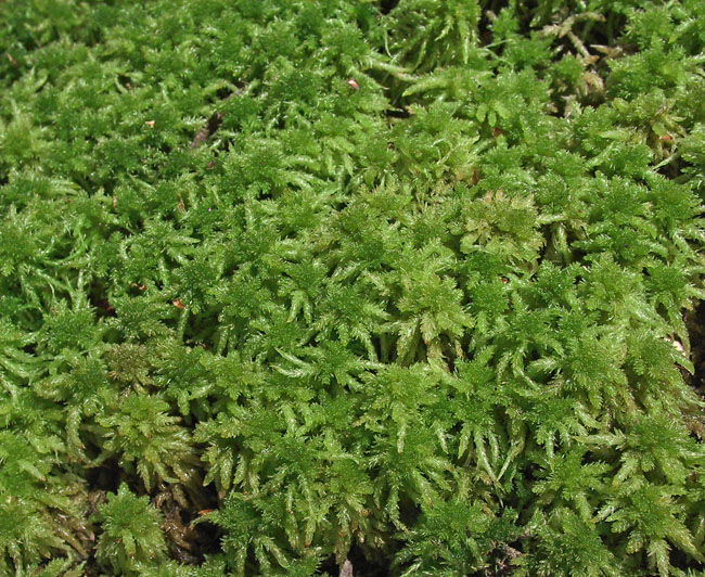 Sphagnum moss