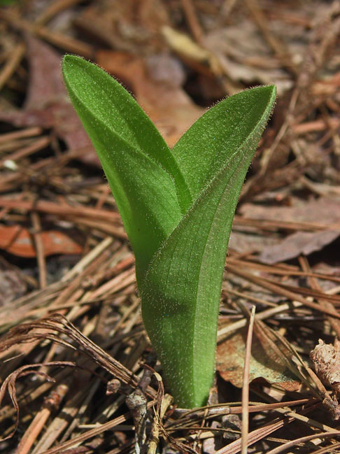 Cypripedium acaule leaves