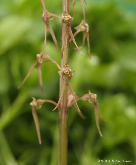 Listera australis