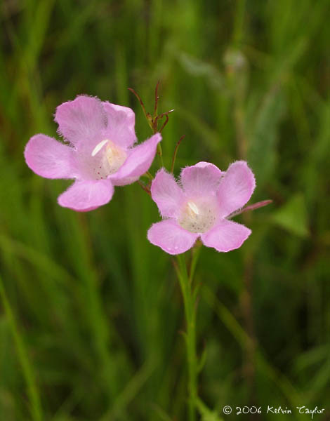 Agalinis purpurea