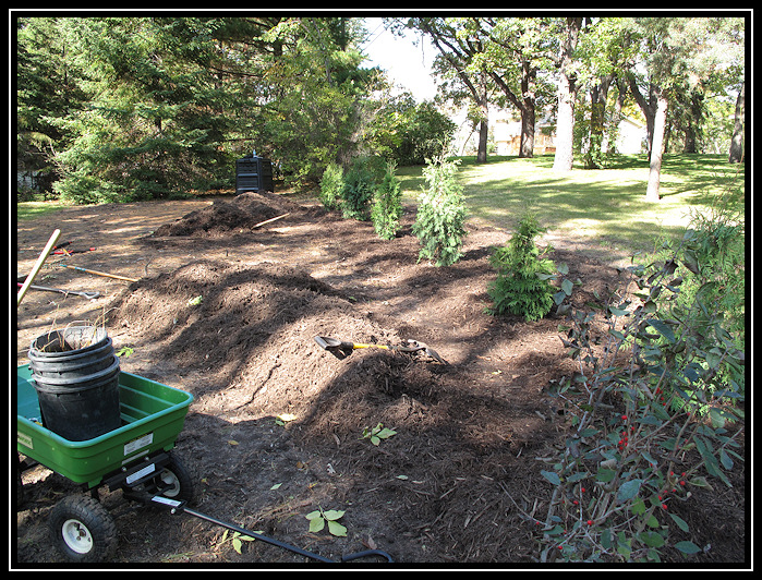 Planting northern white cedar