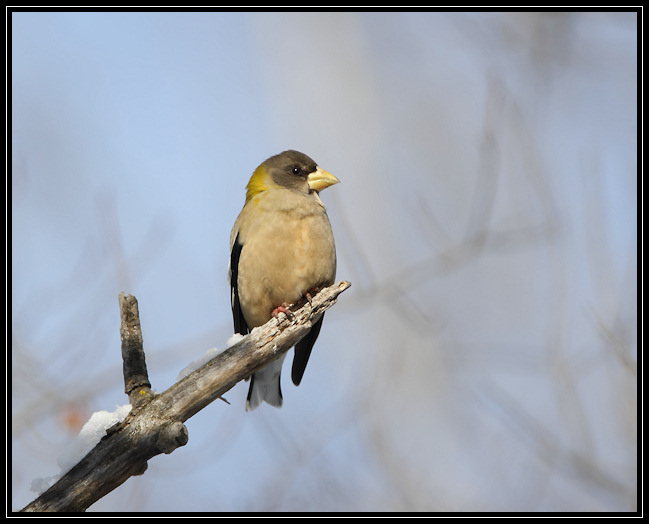 Evening grosbeak (female)