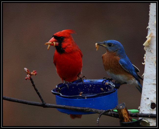 Northern cardinal, eastern bluebird