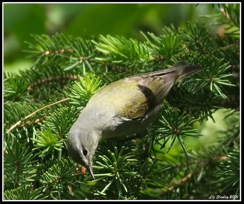 Tennessee Warbler