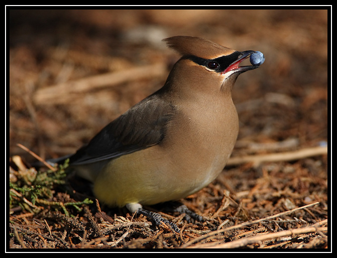 Cedar waxwing <div class=cr>©  Liz Stanley</div>