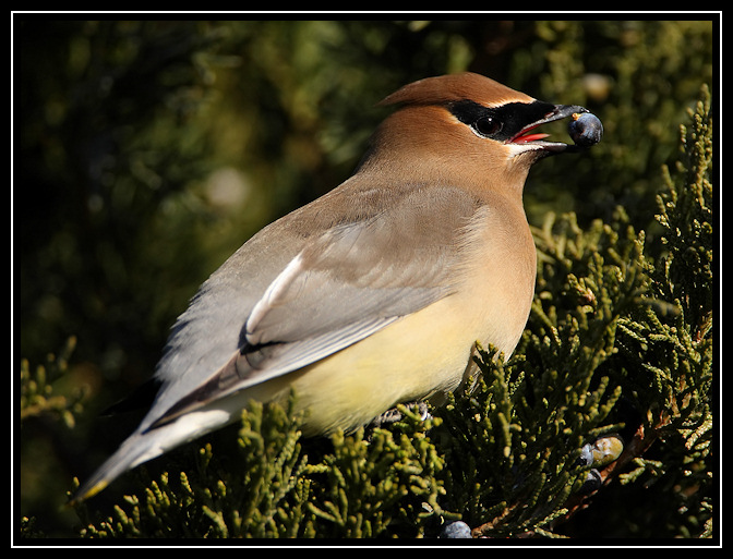 Cedar waxwing