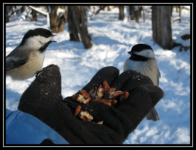 Liz feeding chickadees at Goose Island Park  <div class=cr>©  Liz Stanley</div>