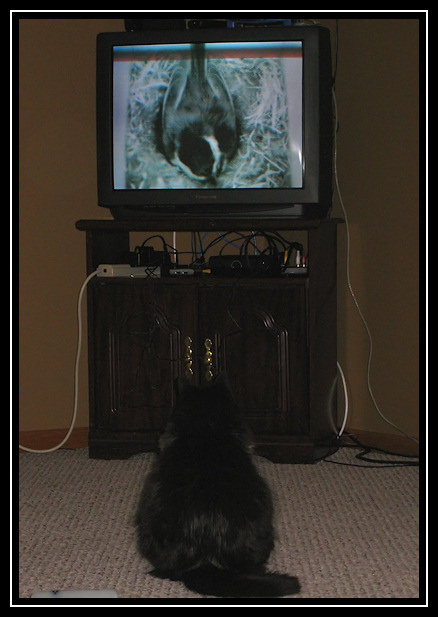 Rita watching chickadee TV