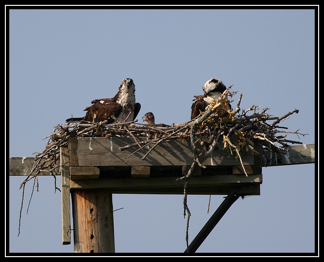 Osprey family