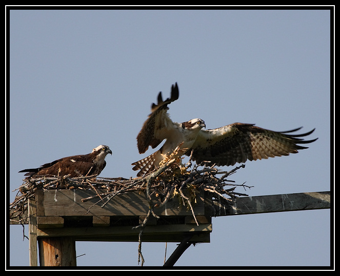 Osprey family