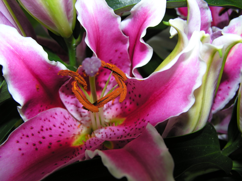 Ring around the rosy...