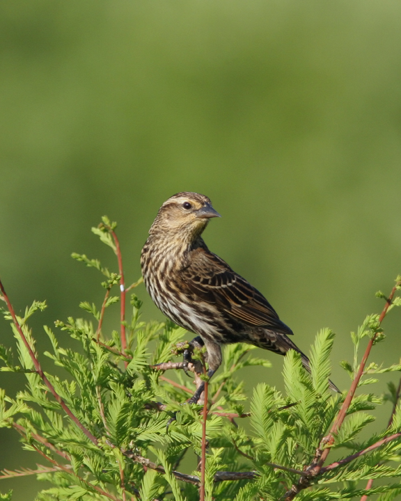 Female Red-winged Blackbird.jpg