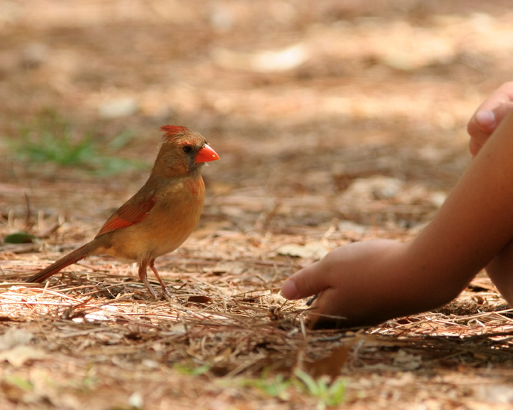 Cardinal being tempted.jpg