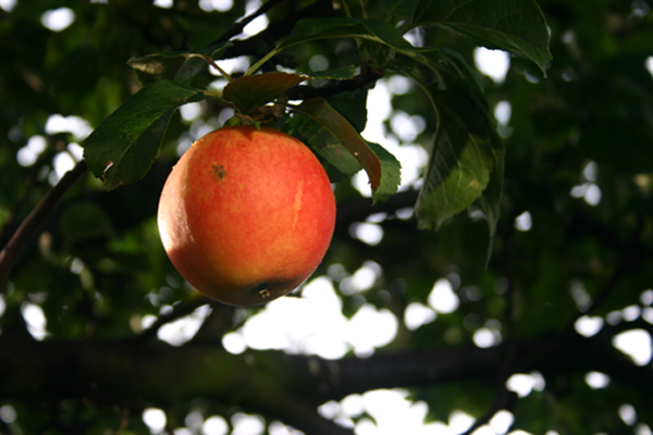 Eden apple