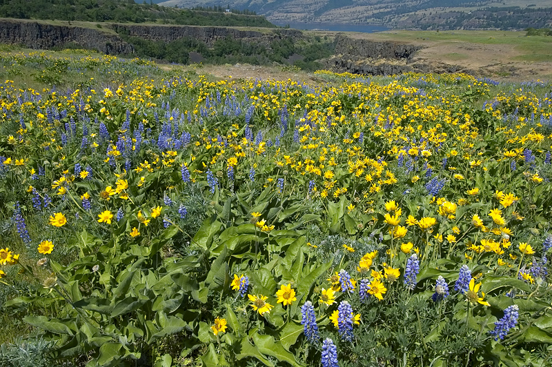 Rowena Plateau #2