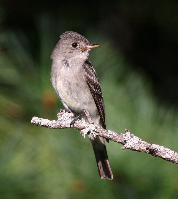 Eastern Wood-Pewee 2543