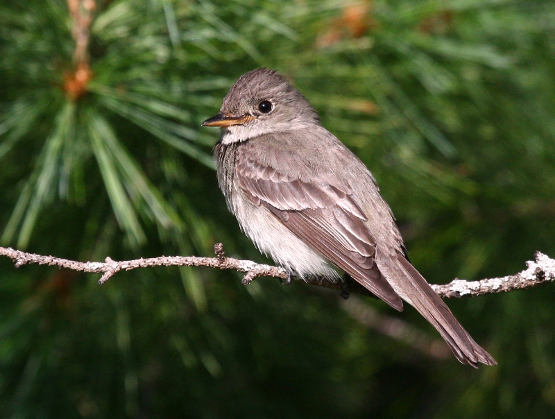 Eastern Wood-Pewee 2555
