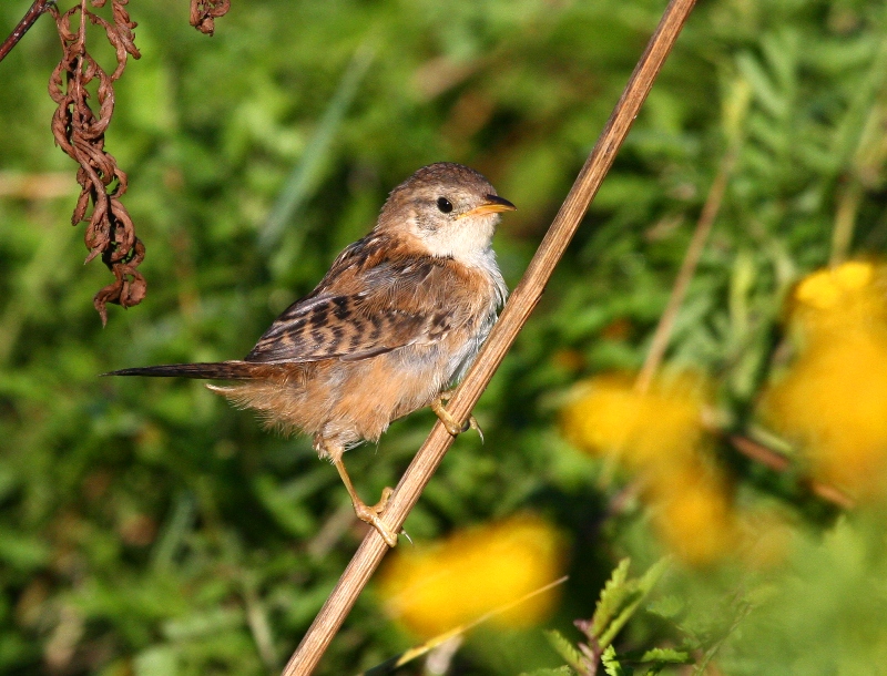 Sedge Wren 2564