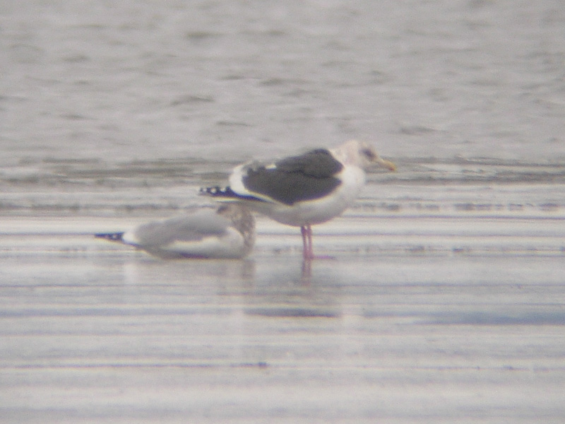 Slaty-backed Gull 3472