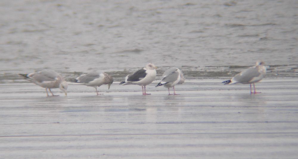 Slaty-backed Gull 3487