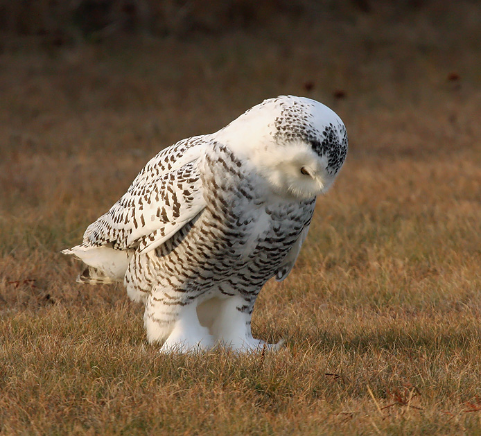 Snowy Owl 2432