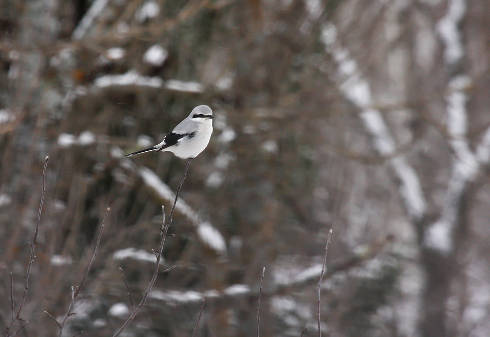 Northern Shrike 2510