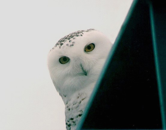 Snowy Owl 1