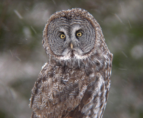 Great Gray Owl