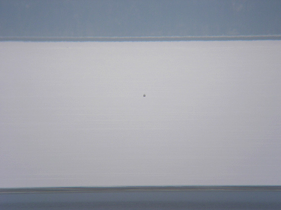 Snowy Owl speck at 30x