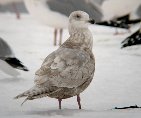 Iceland Gull