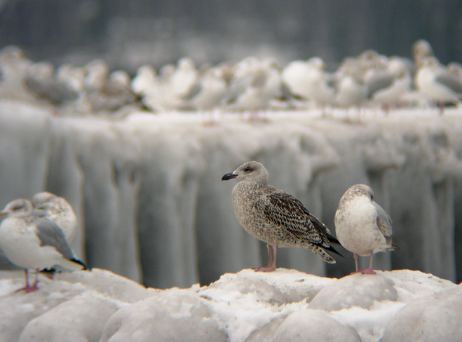 Great Black-backed Gull