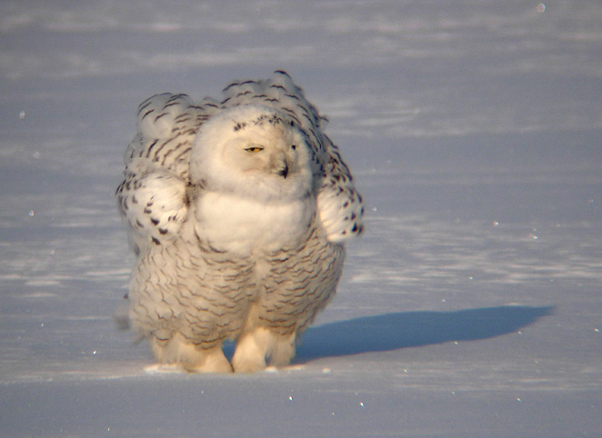 Snowy Owl 23