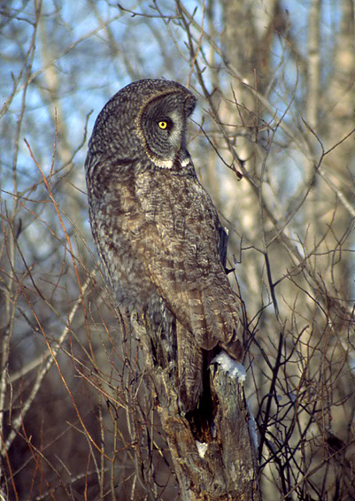 Great Gray Owl 8