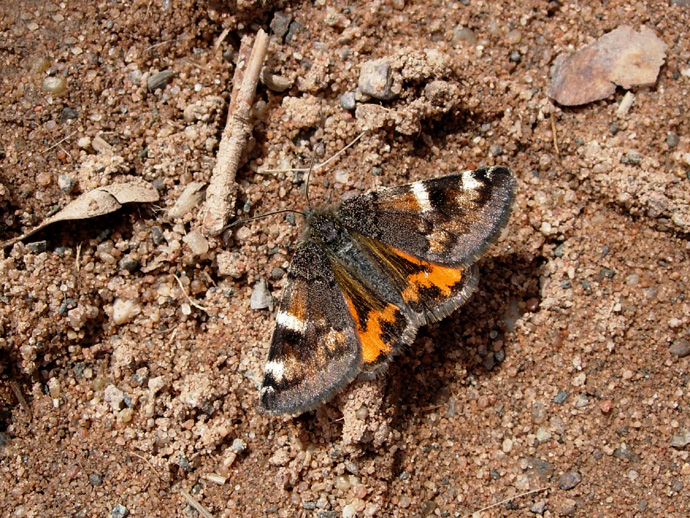 The Infant (moth)