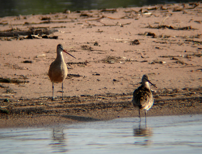 Marbled Godwits 2