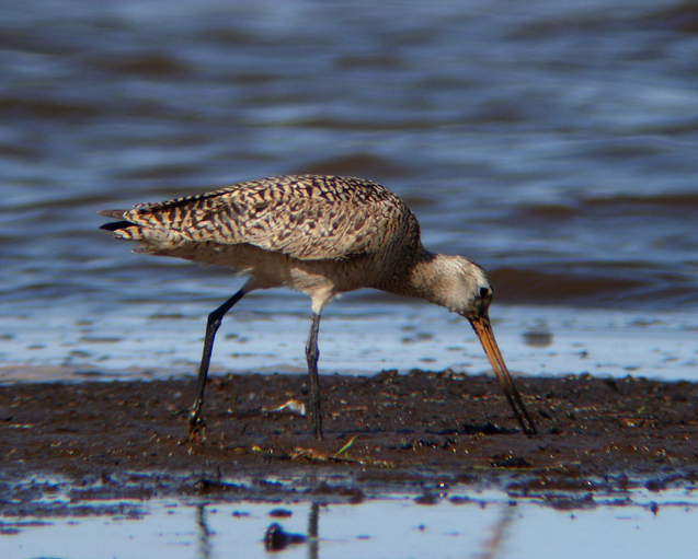 Marbled Godwit 3