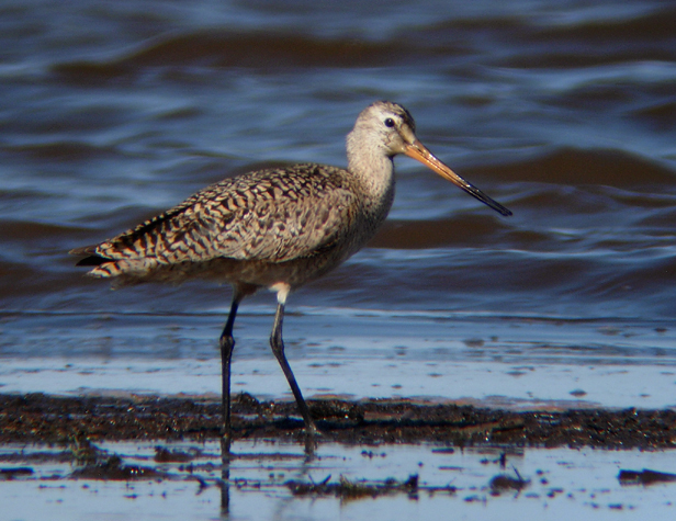 Marbled Godwit 3