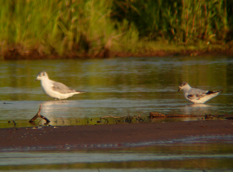 Little Gull (first summer)